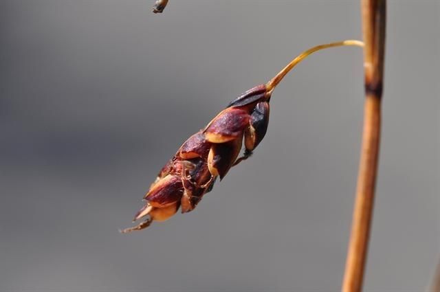 Carex rariflora fruit