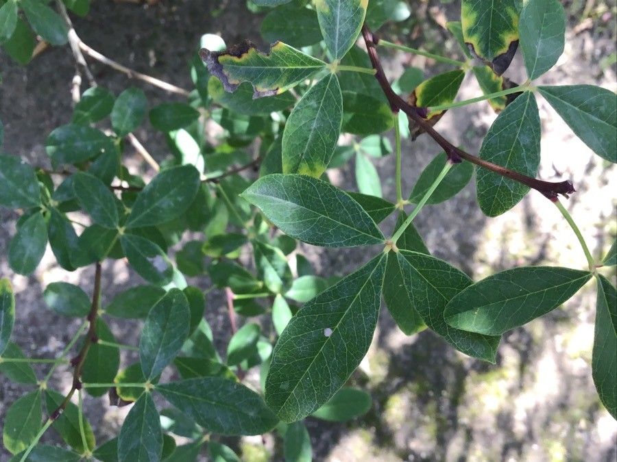 Petteria ramentacea leaf