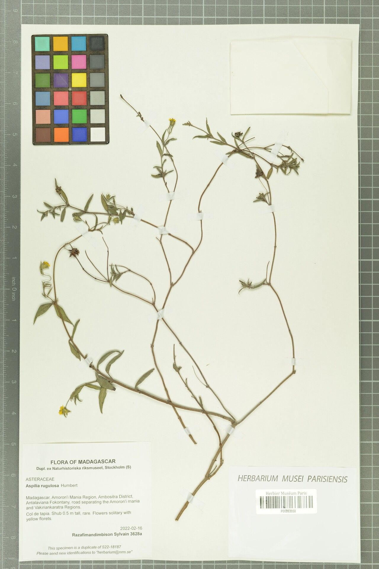 Aspilia rugulosa — search result for 'Aspilia'