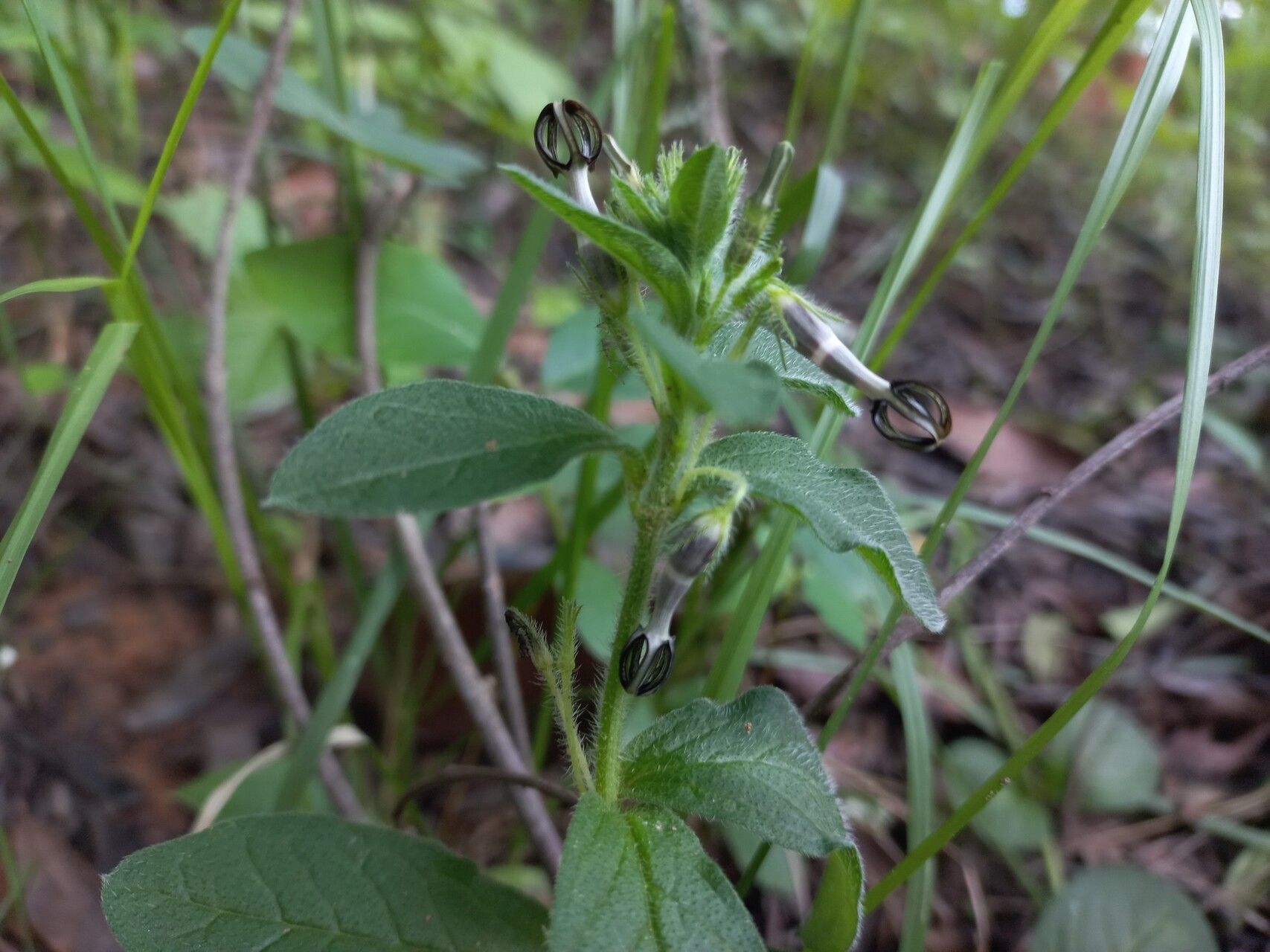 Ceropegia abyssinica flower