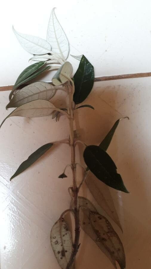 Buddleja nitida — search result for 'Buddleja'