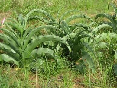 Crinum buphanoides habit