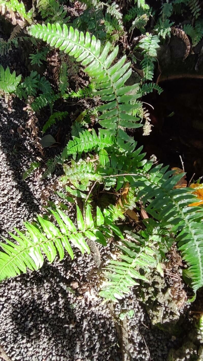 Blechnum auriculatum habit