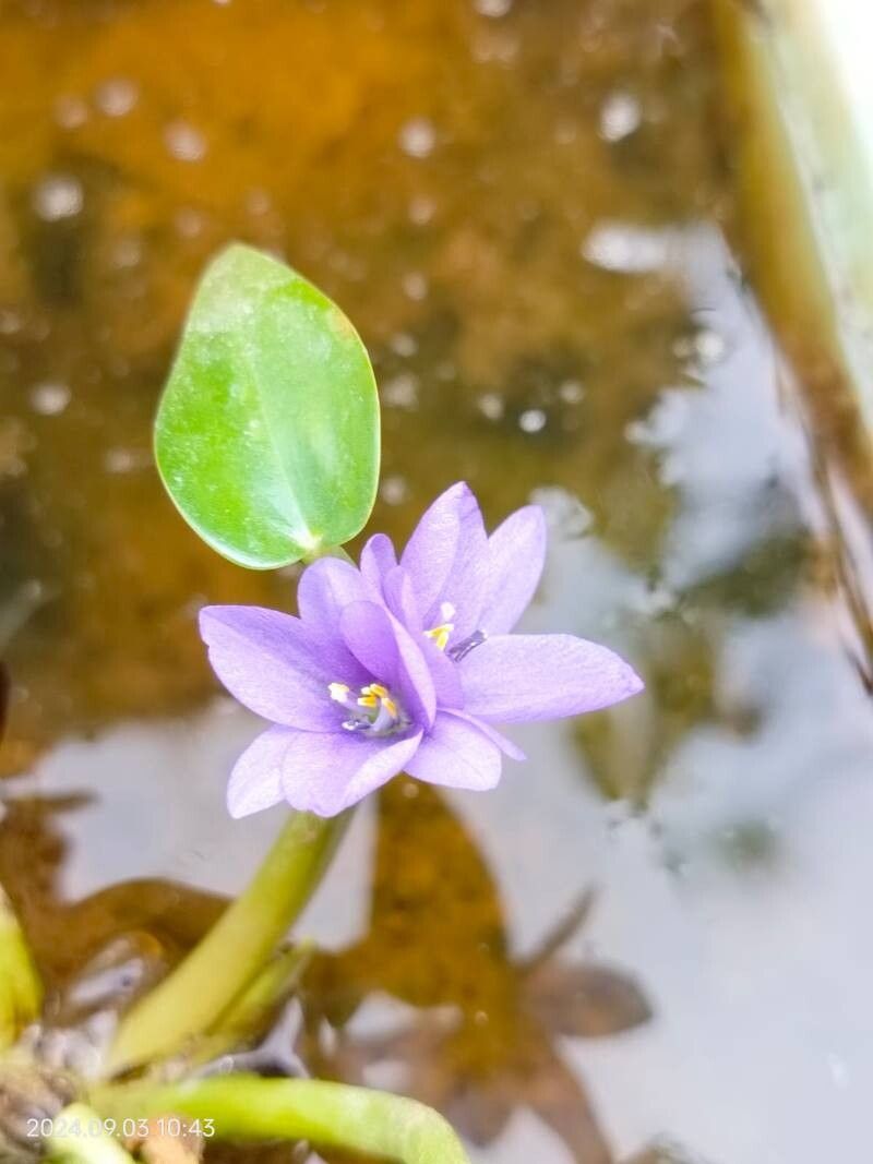 Pontederia vaginalis flower