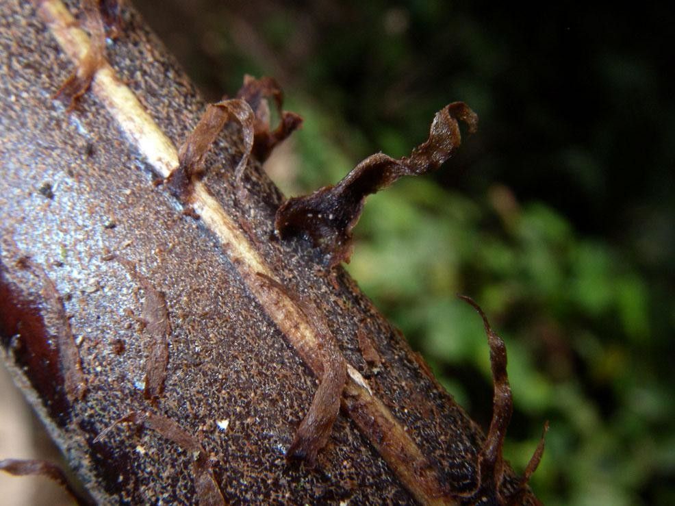 Diplazium lindbergii bark