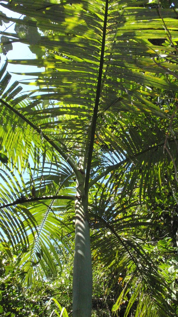 Archontophoenix alexandrae leaf