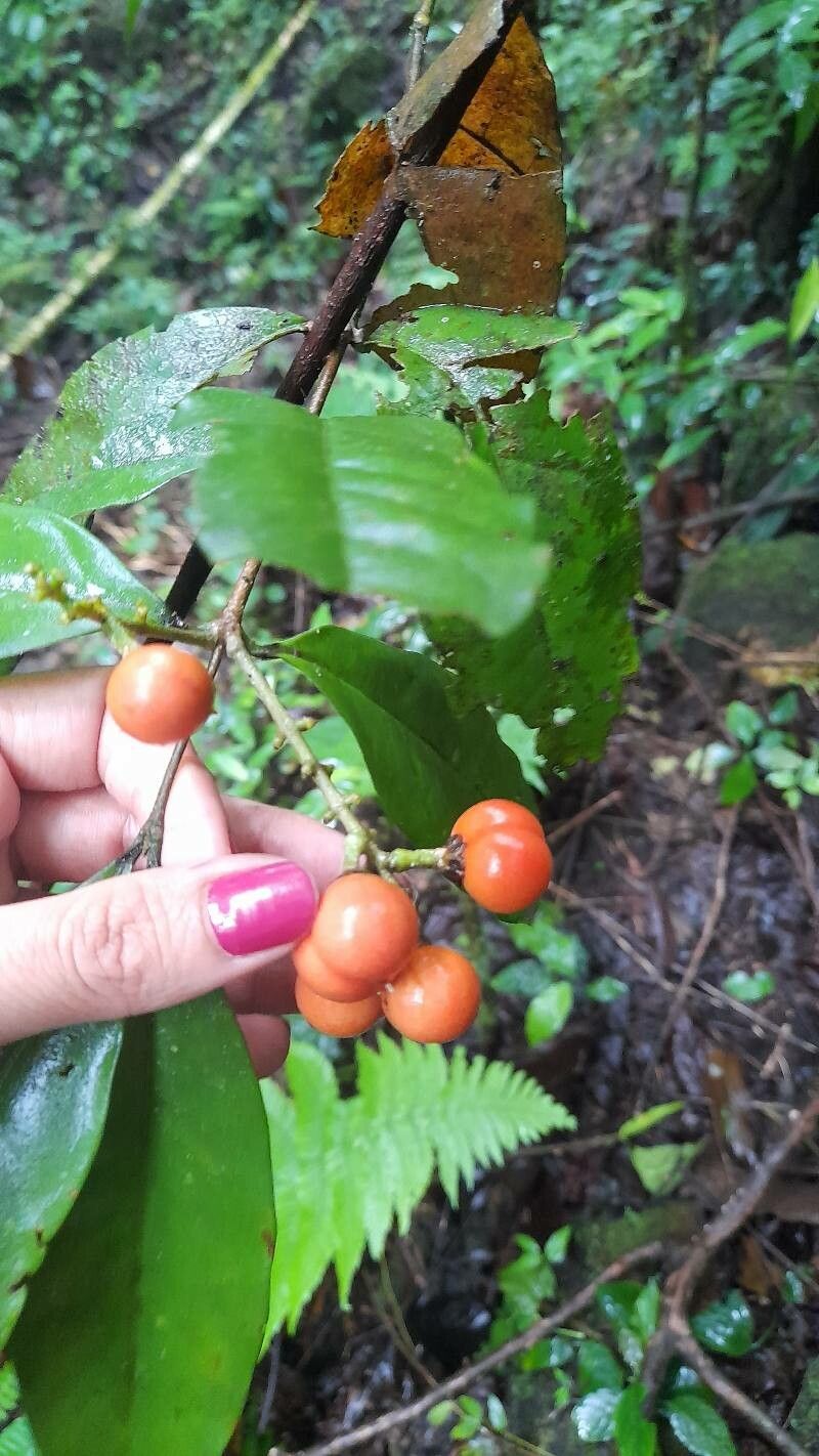 Bunchosia lindeniana fruit