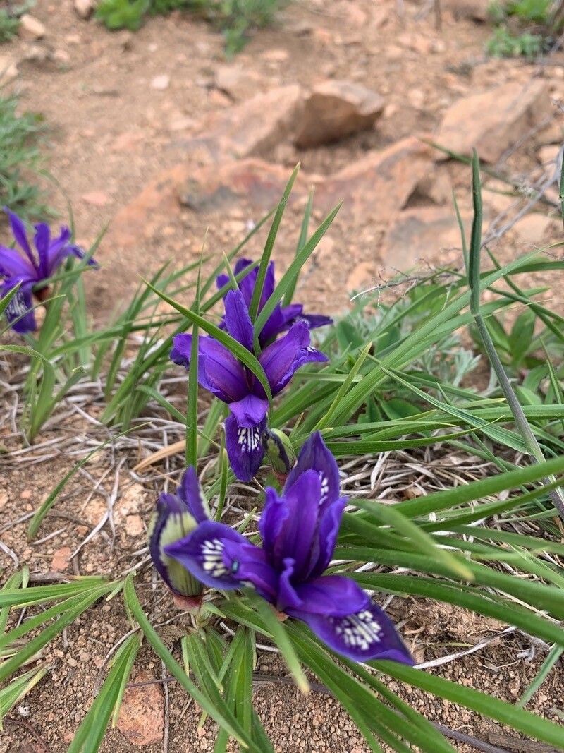 Iris uniflora — houseplant care guide