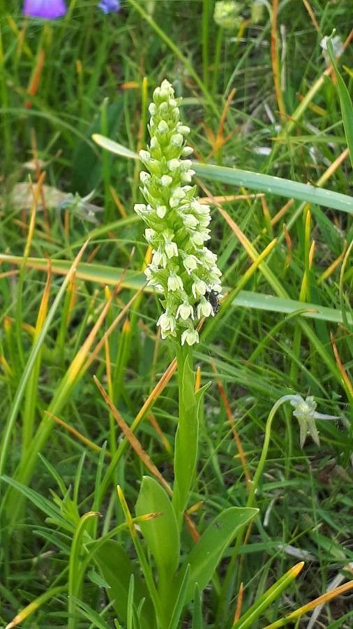 Pseudorchis albida flower