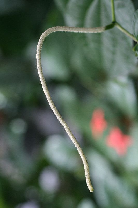 Piper marginatum flower
