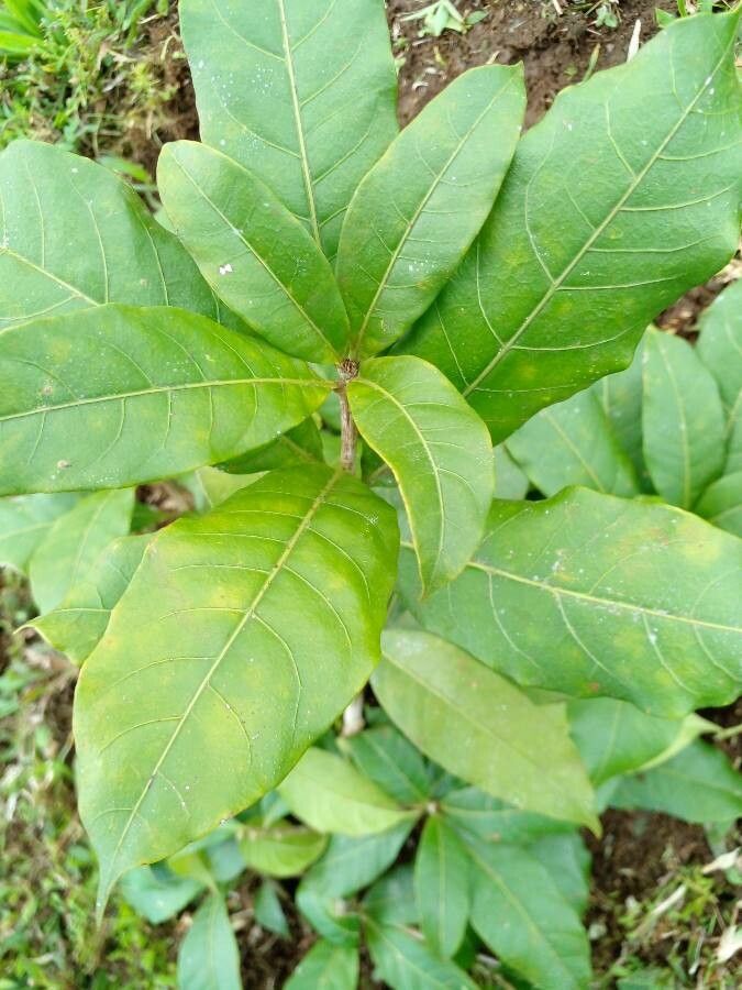 Quercus sapotifolia — houseplant care guide