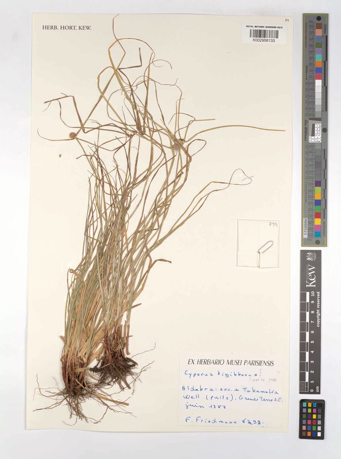 Cyperus bigibbosa — houseplant care guide