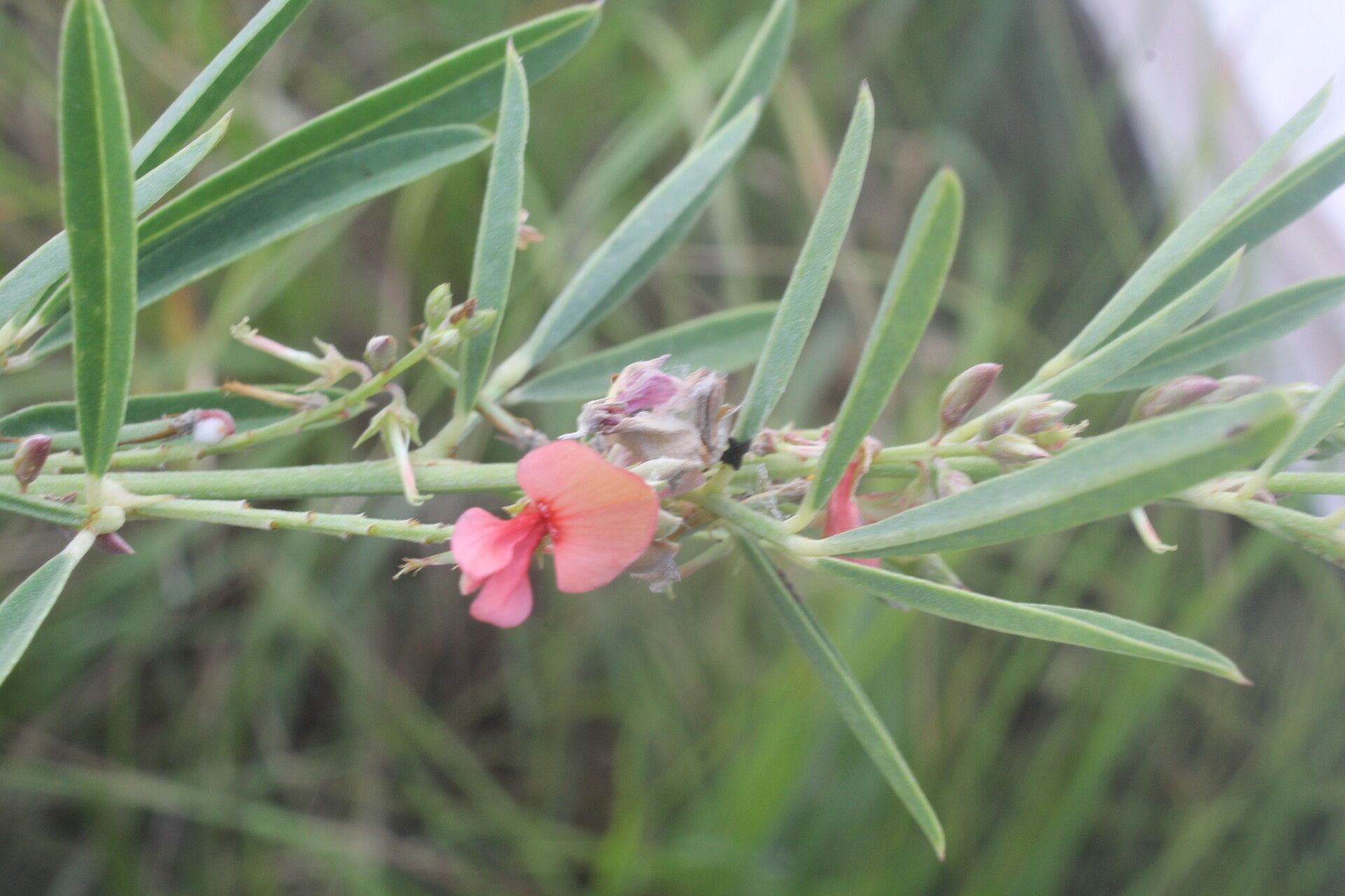 Indigofera lespedezioides flower