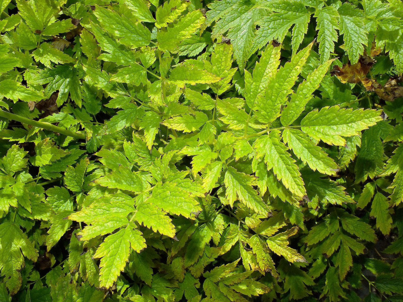 Actaea europaea leaf
