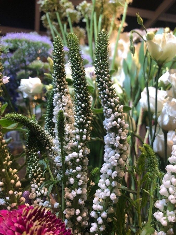 Veronica paniculata flower