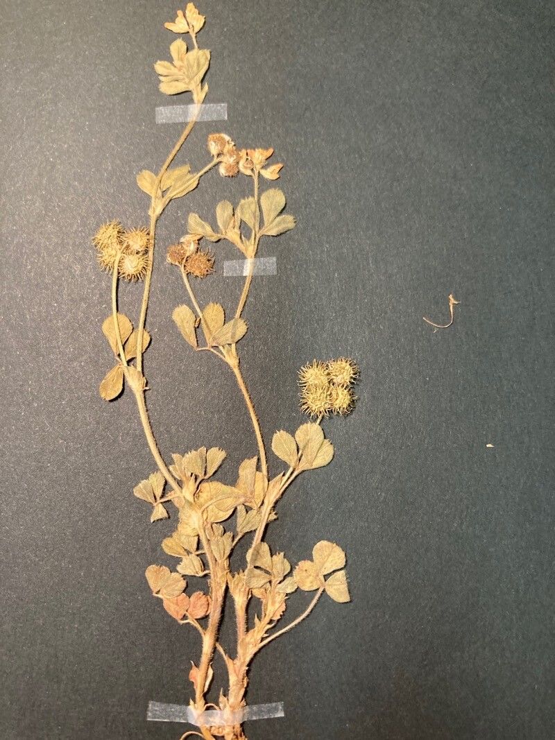Medicago minima flower