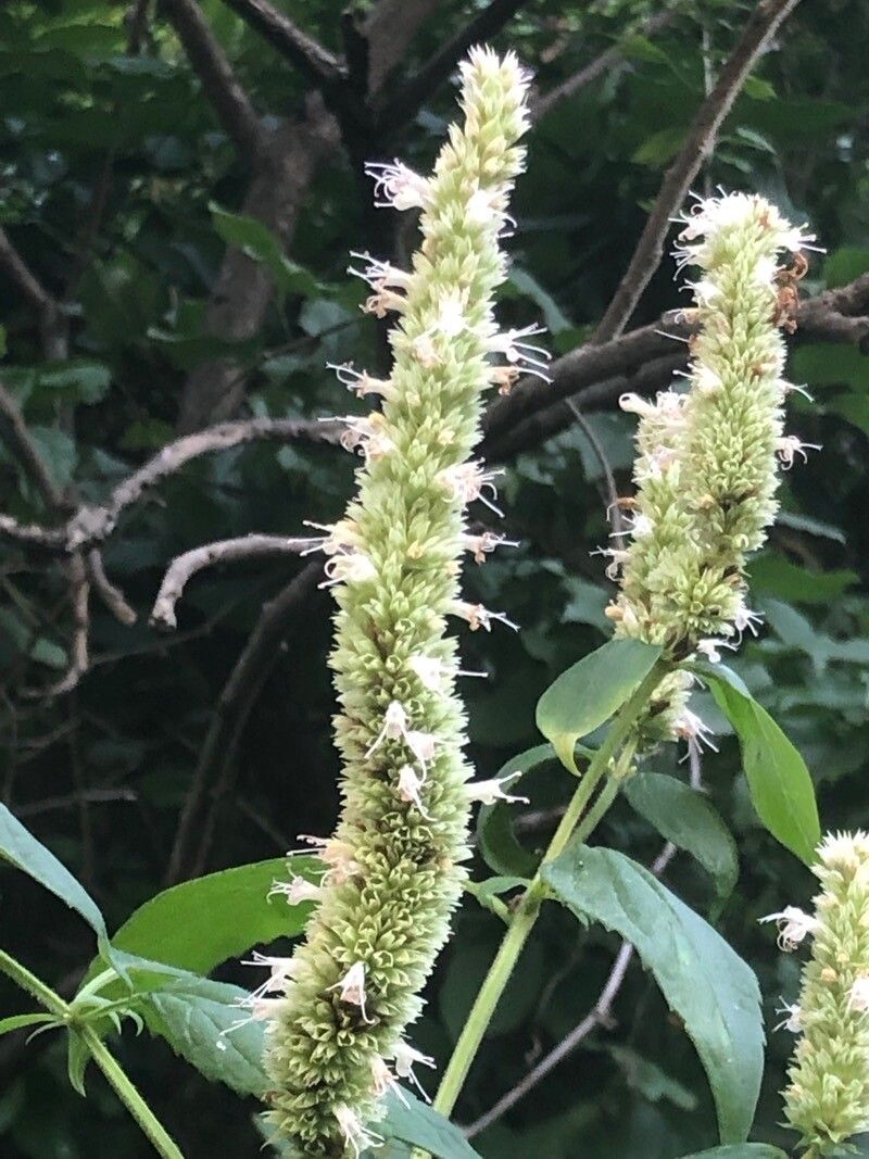 Agastache scrophulariifolia flower