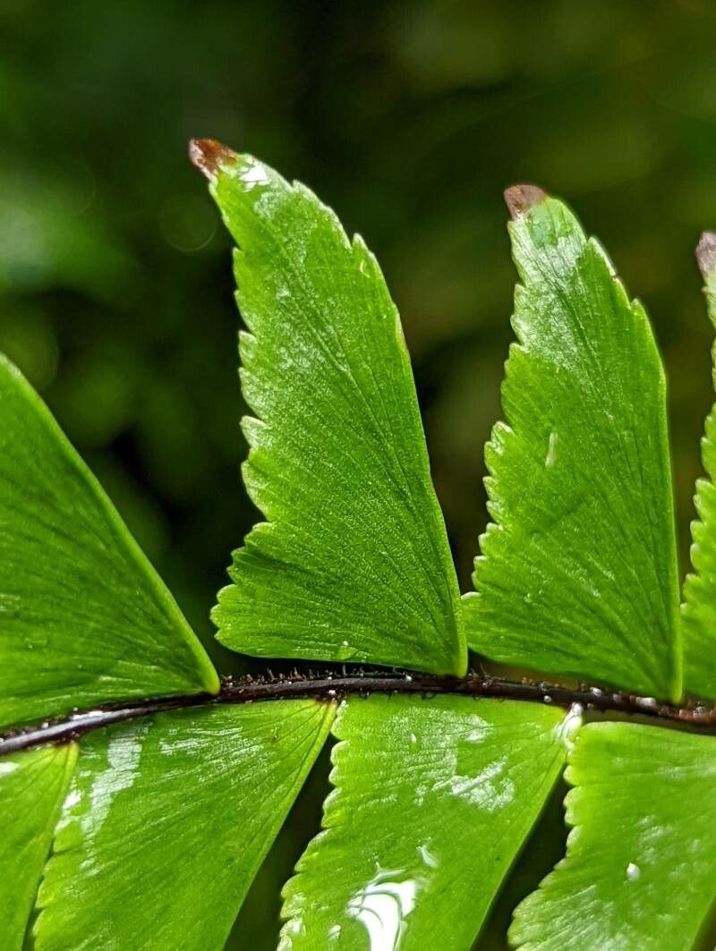 Adiantum tetraphyllum — houseplant care guide
