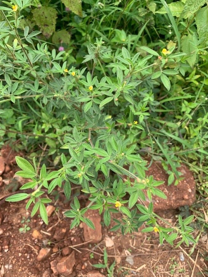 Stylosanthes fruticosa leaf