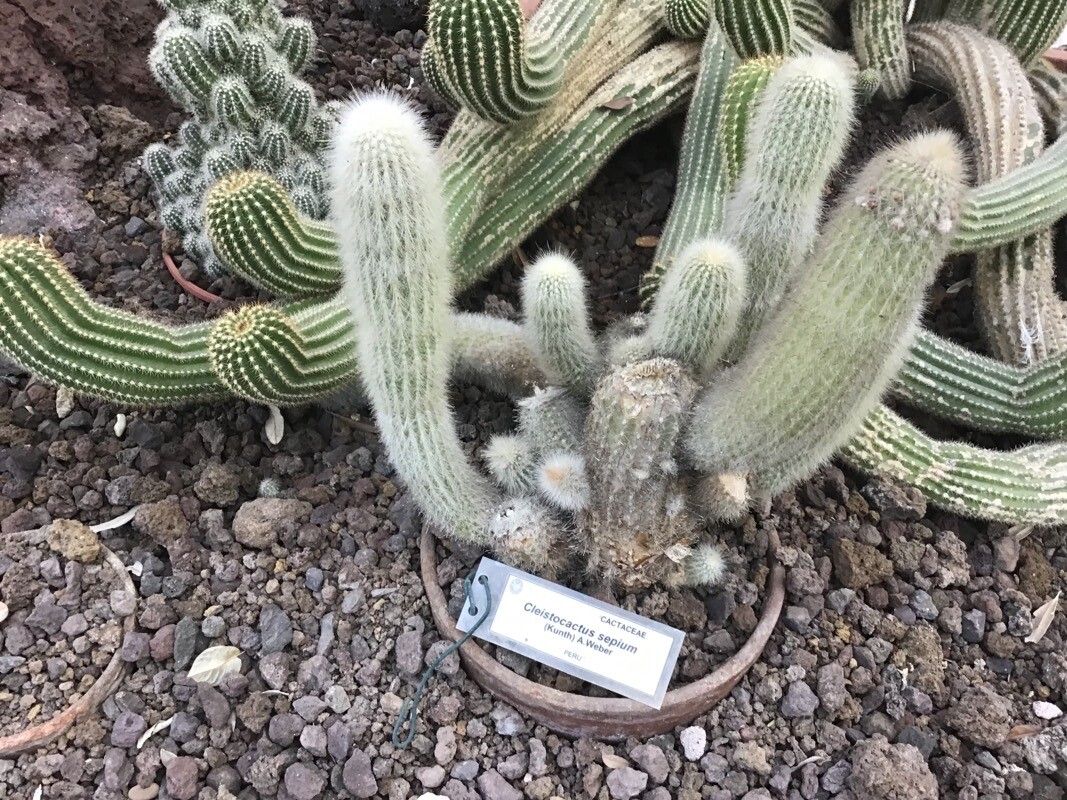 Cleistocactus sepium — search result for 'Cleistocactus'