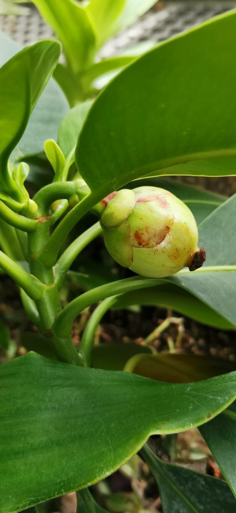 Clusia nemorosa other