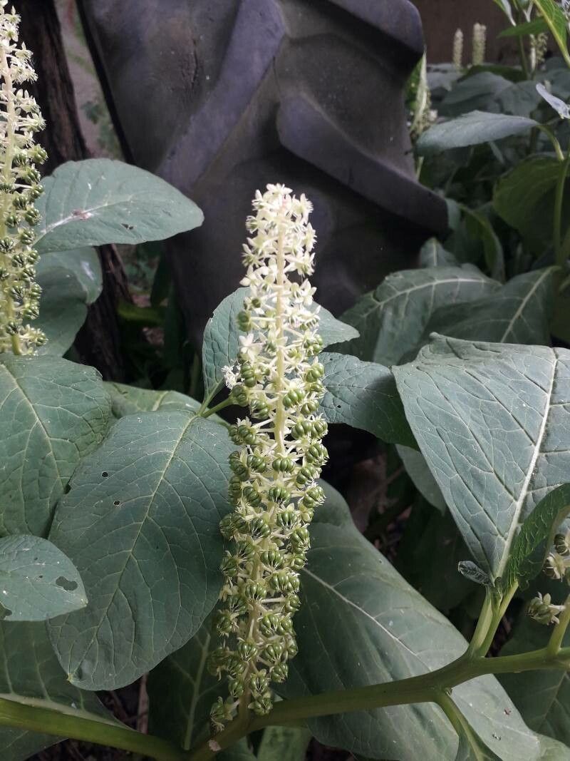 Phytolacca esculenta fruit
