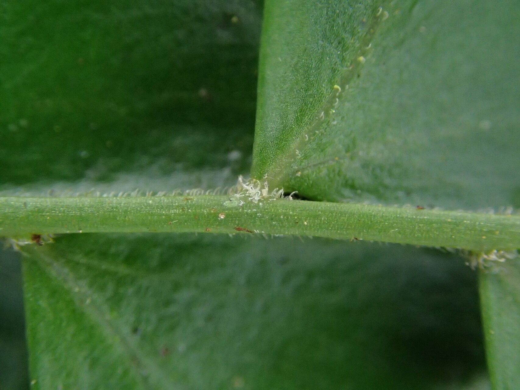 Arthropteris palisotii — related species from the same genus