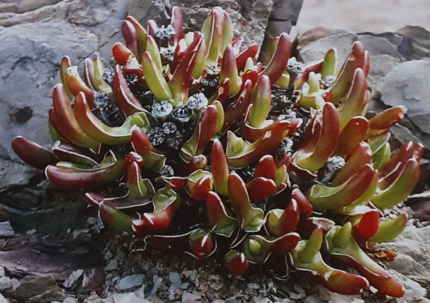 Glottiphyllum peersii — houseplant care guide