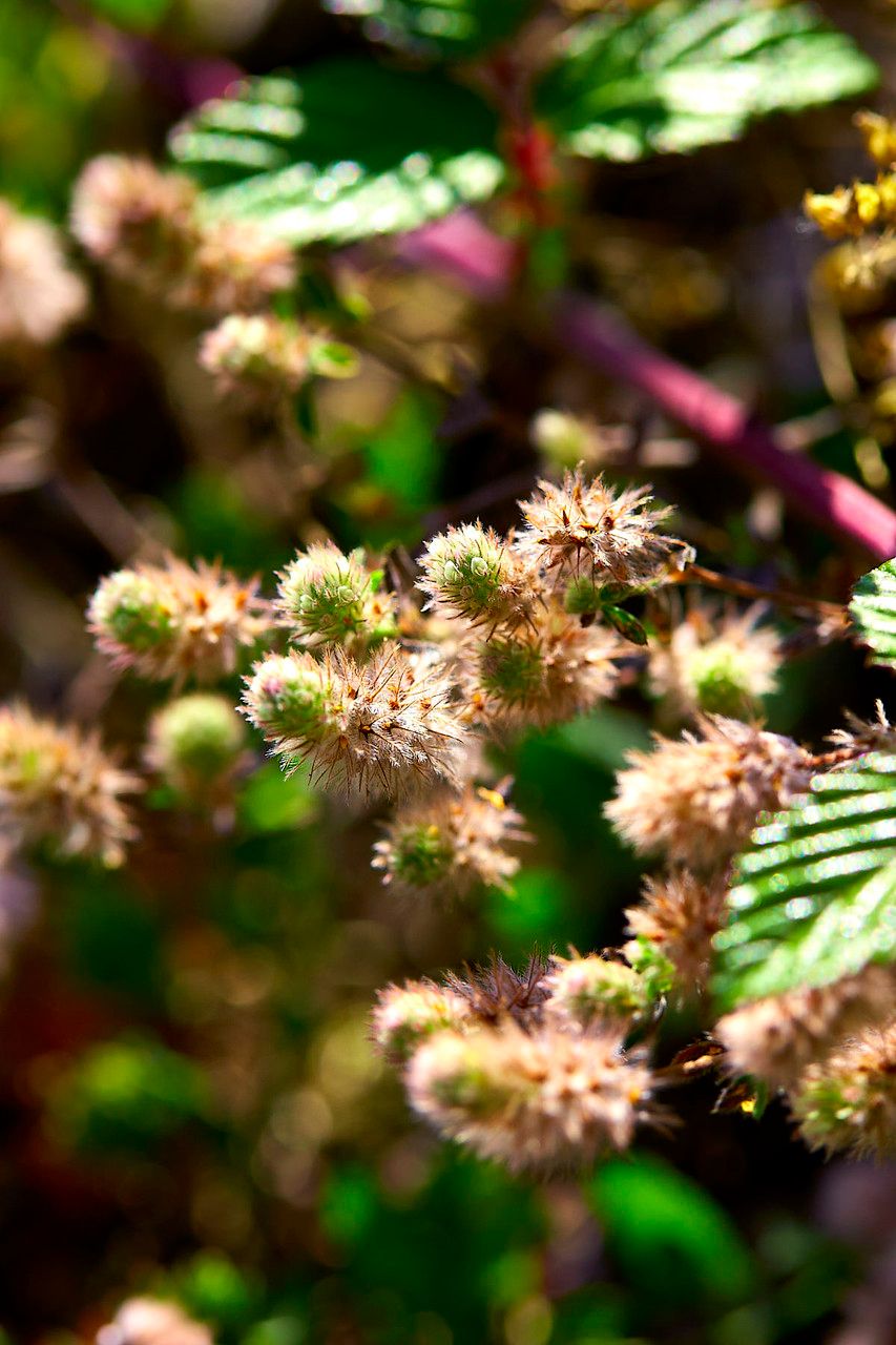 Trifolium squamosum flower