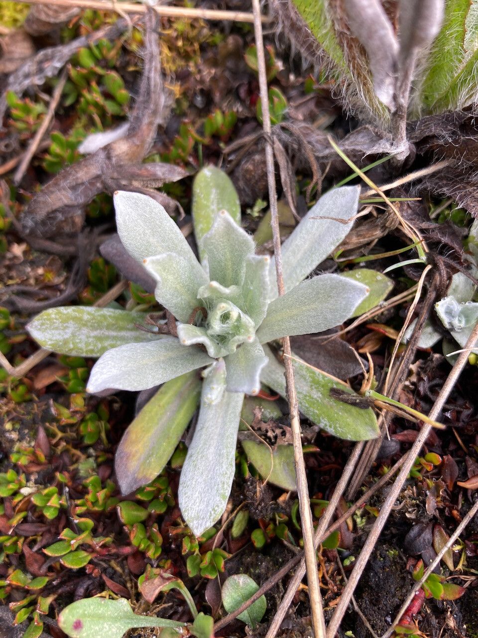Mniodes longifolia leaf