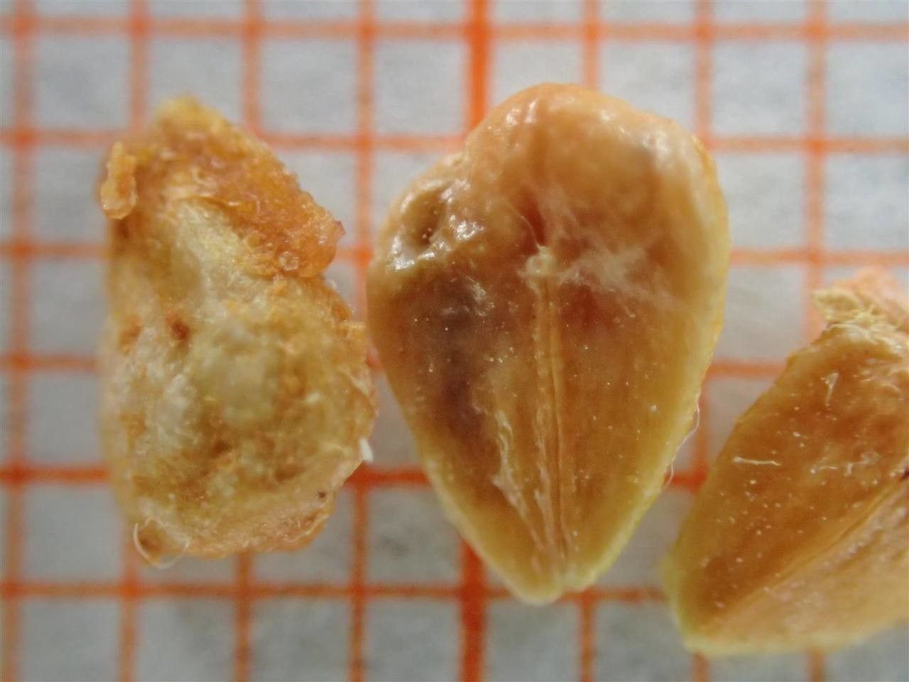 Cotoneaster spongbergii other