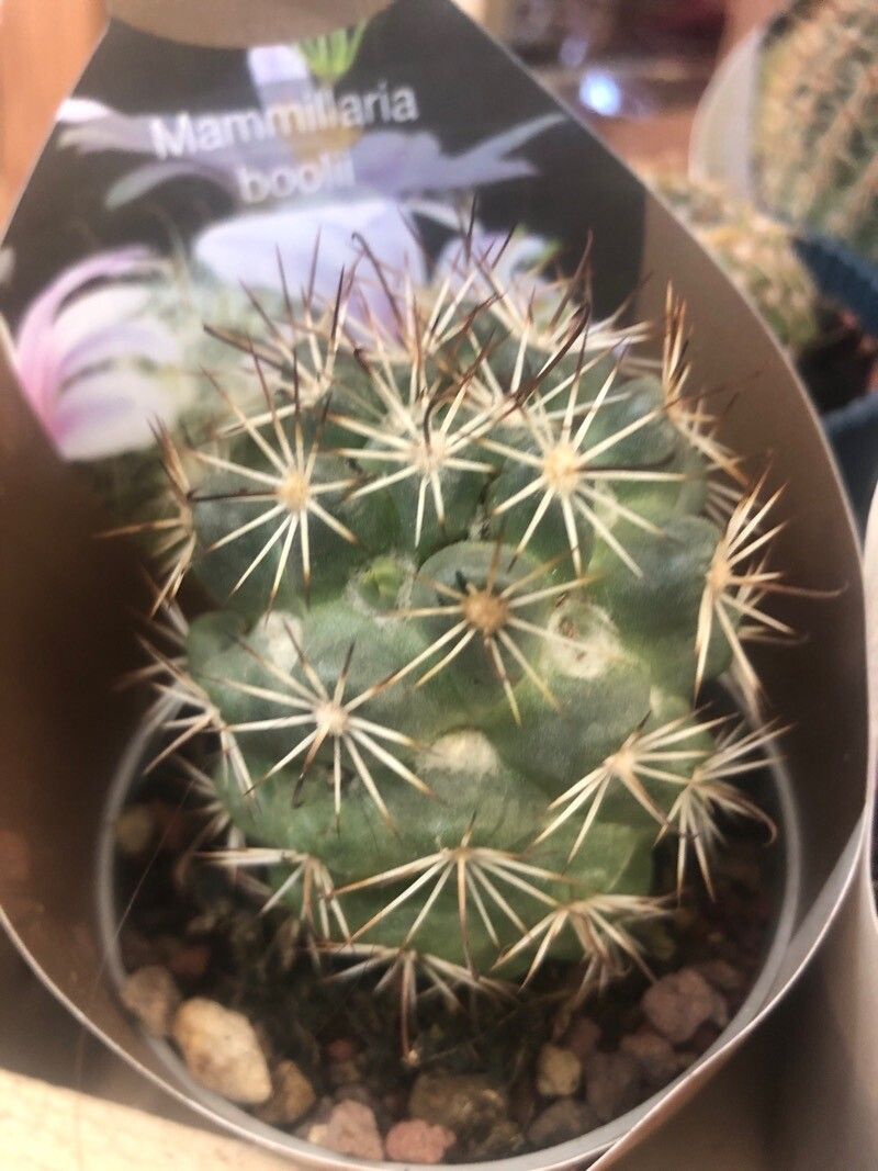 Cochemiea boolii — houseplant care guide