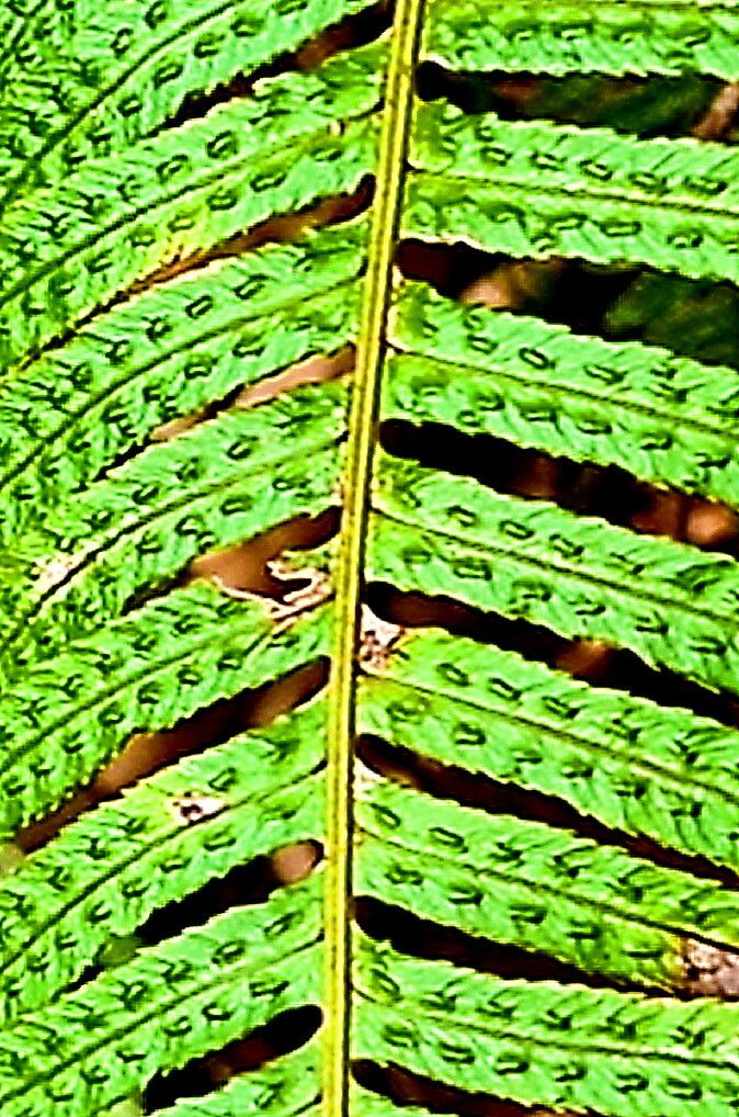 Blechnum norfolkense — houseplant care guide