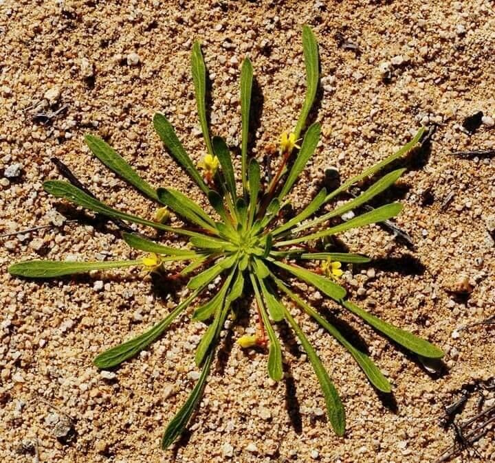 Viola pusilla — houseplant care guide