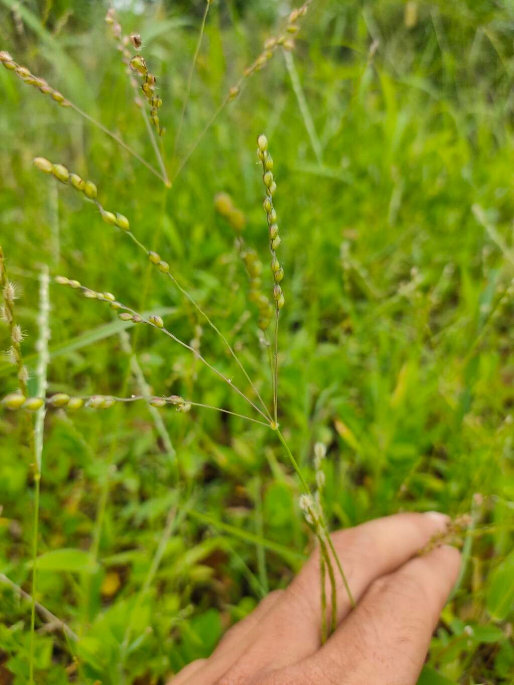 Alloteropsis cimicina flower