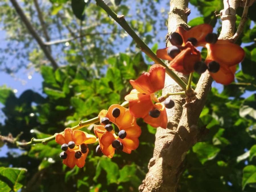 Rhynchosia volubilis — houseplant care guide