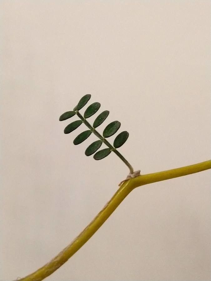 Sophora prostrata — search result for 'Sophora'