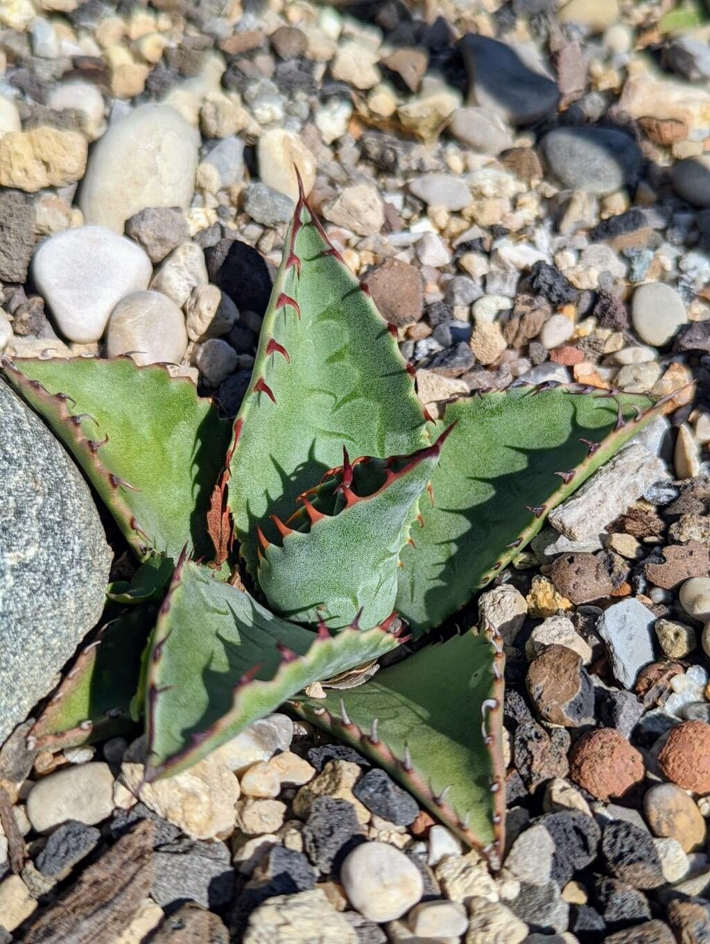 Agave parryi leaf