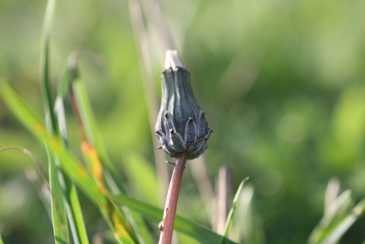 Taraxacum minimum flower