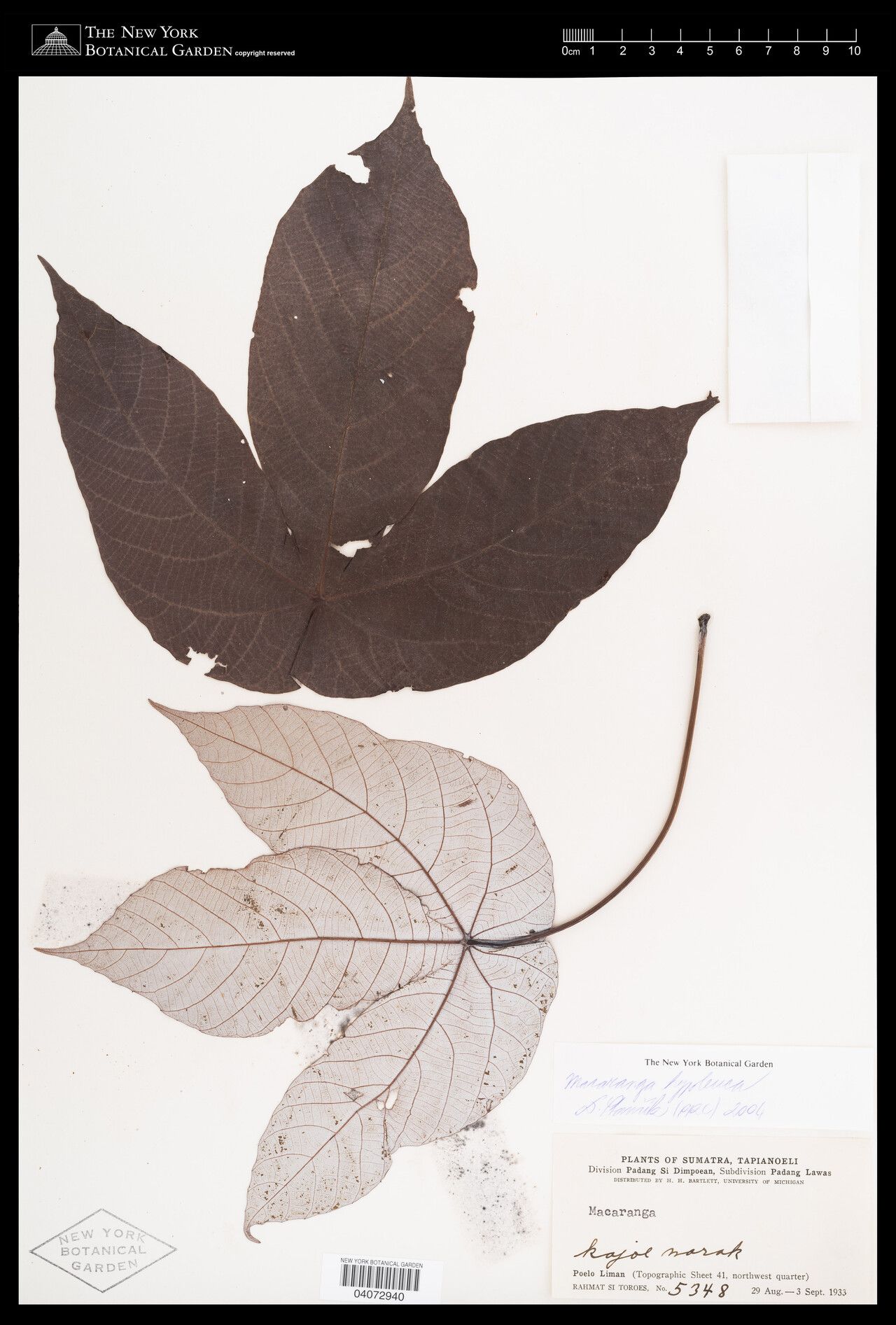 Macaranga hypoleuca — houseplant care guide