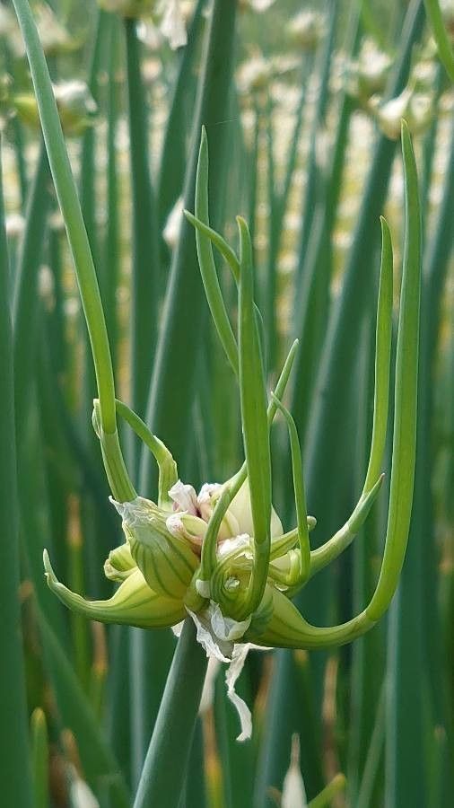 Allium fistulosum fruit