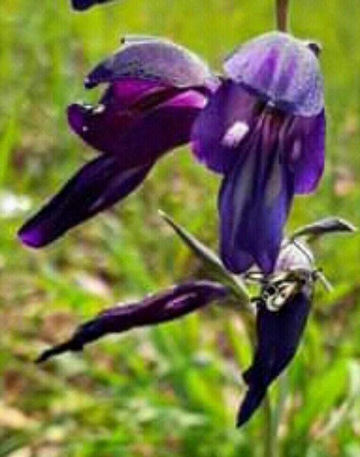 Gladiolus atroviolaceus habit