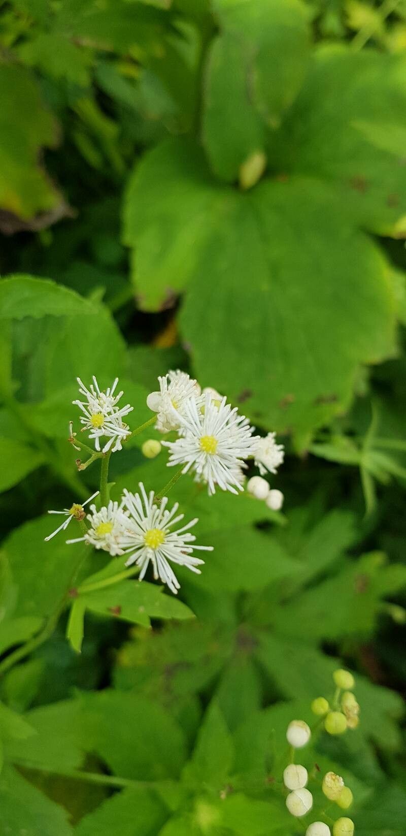 Trautvetteria caroliniensis flower