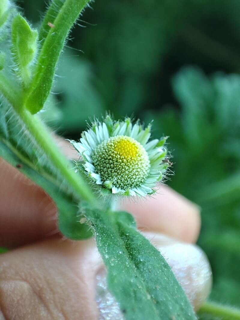 Egletes viscosa flower