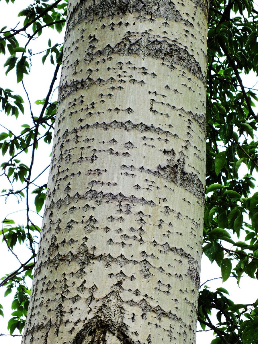 Populus × canescens bark