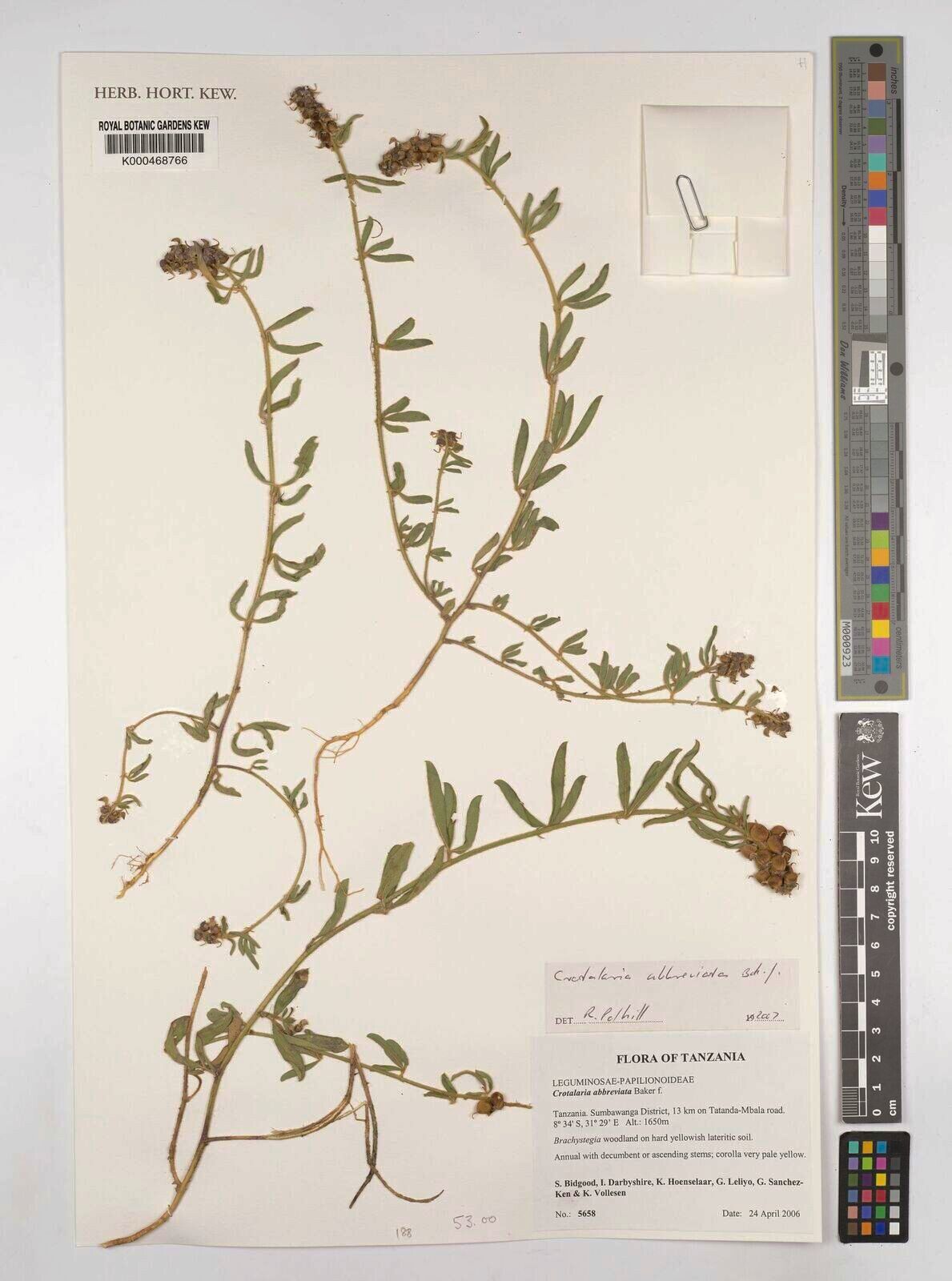 Crotalaria abbreviata