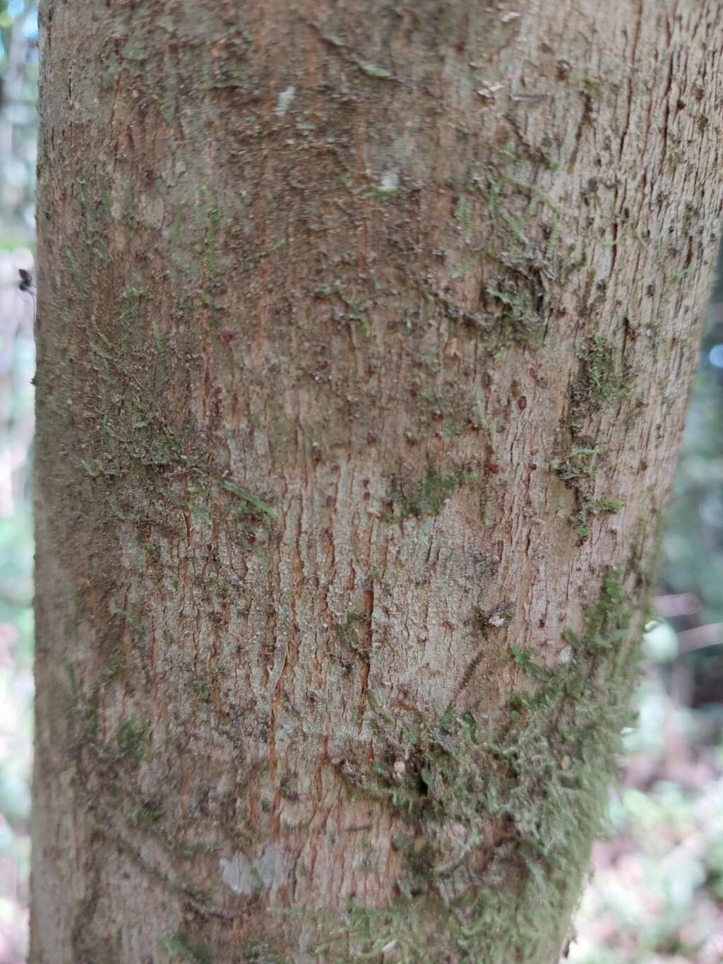 Ficus brachyclada bark