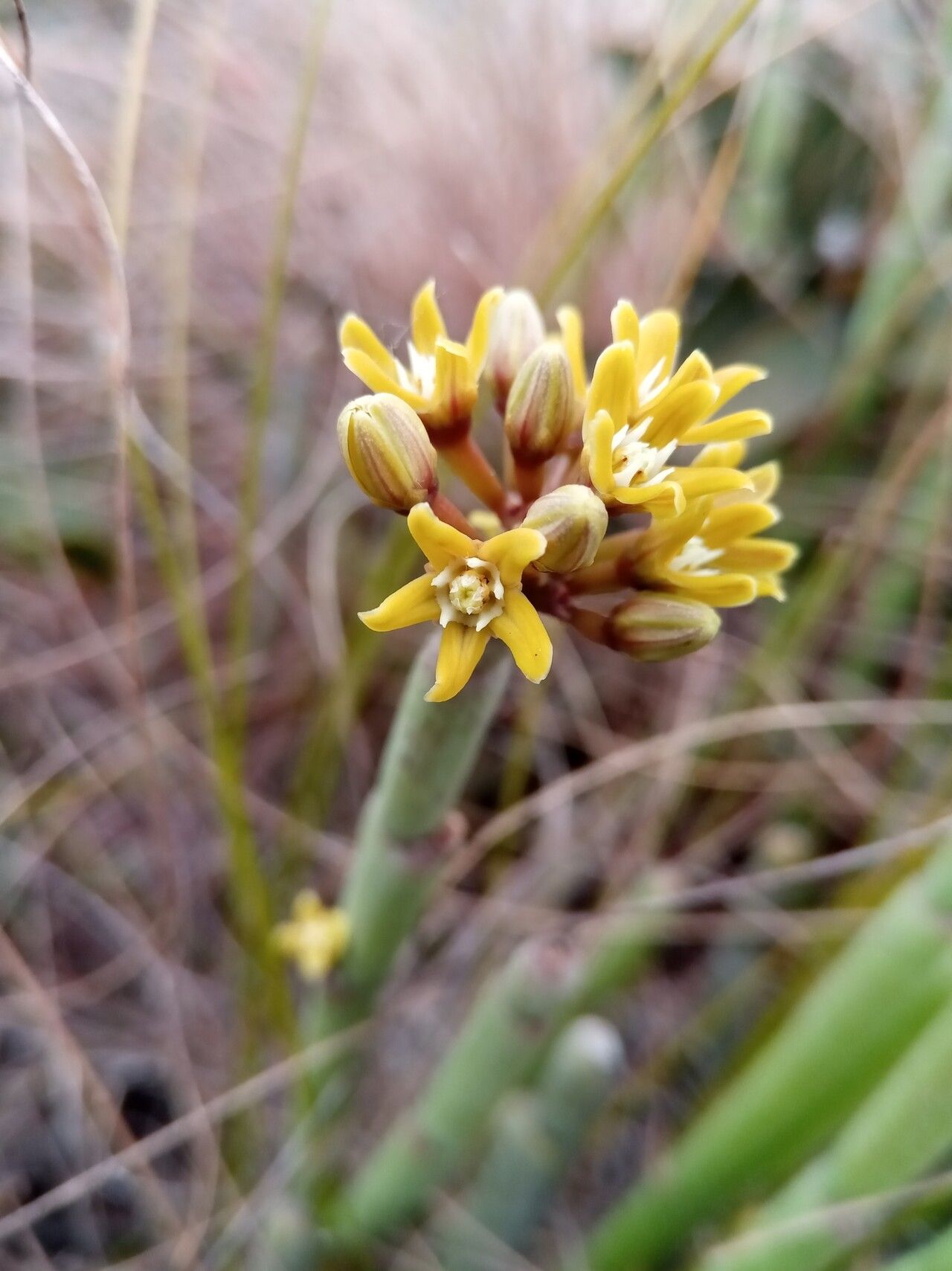 Cynanchum compactum — houseplant care guide