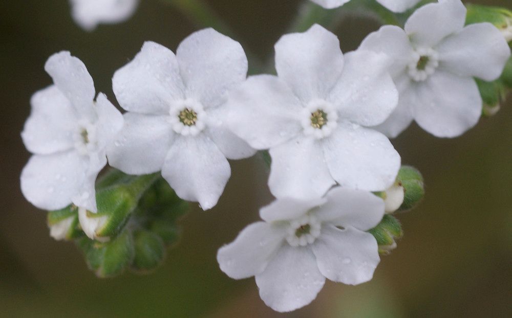Cynoglossum cernuum — related species from the same genus