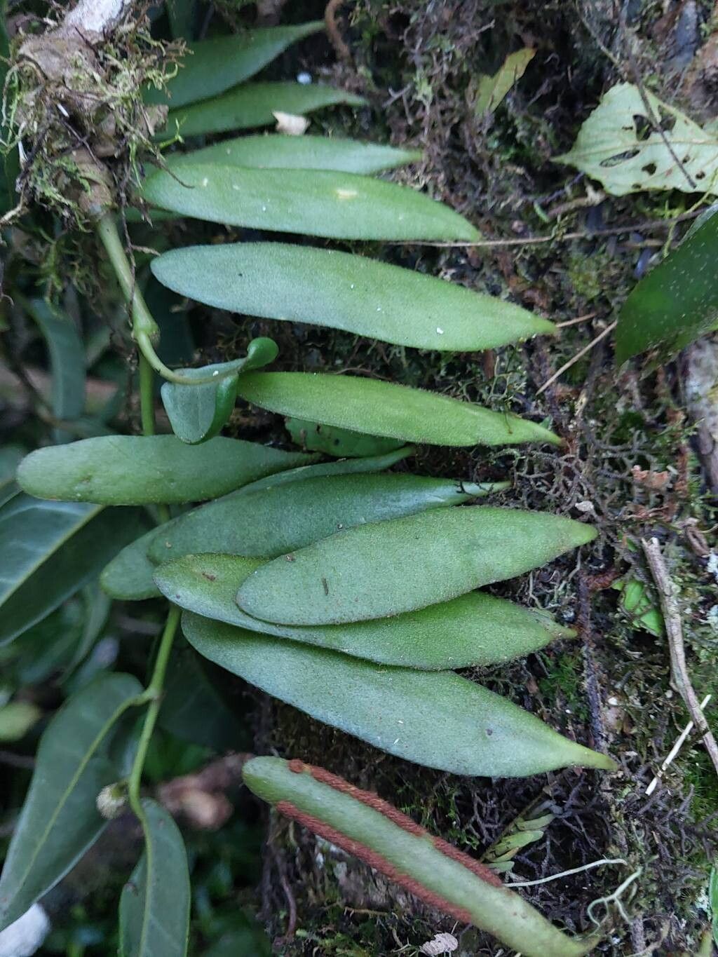 Elaphoglossum coursii — houseplant care guide